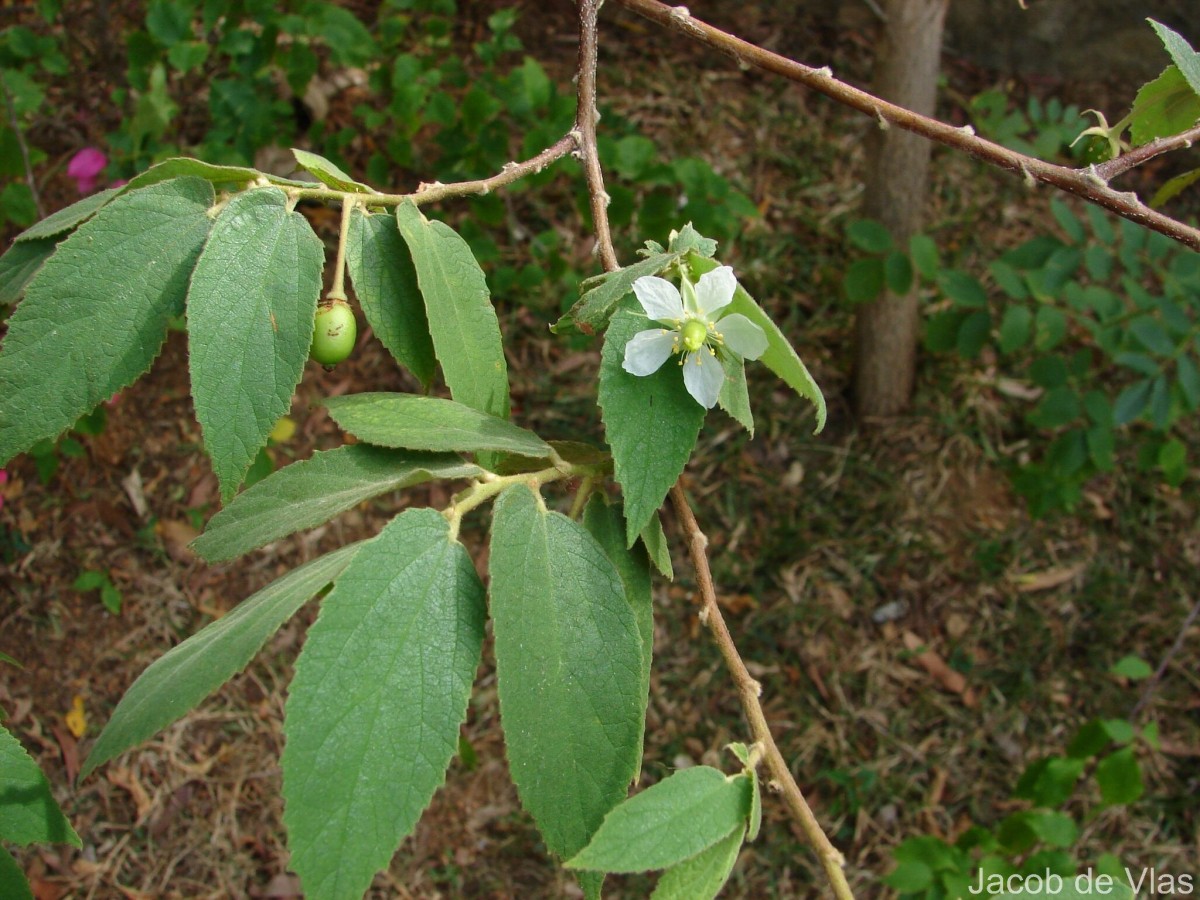 Muntingia calabura L.